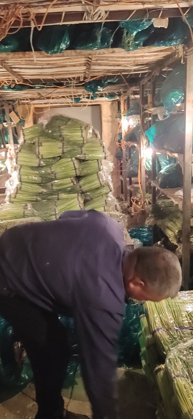 濮阳精品红帽蒜薹质量保证全国发货欢迎来电咨询