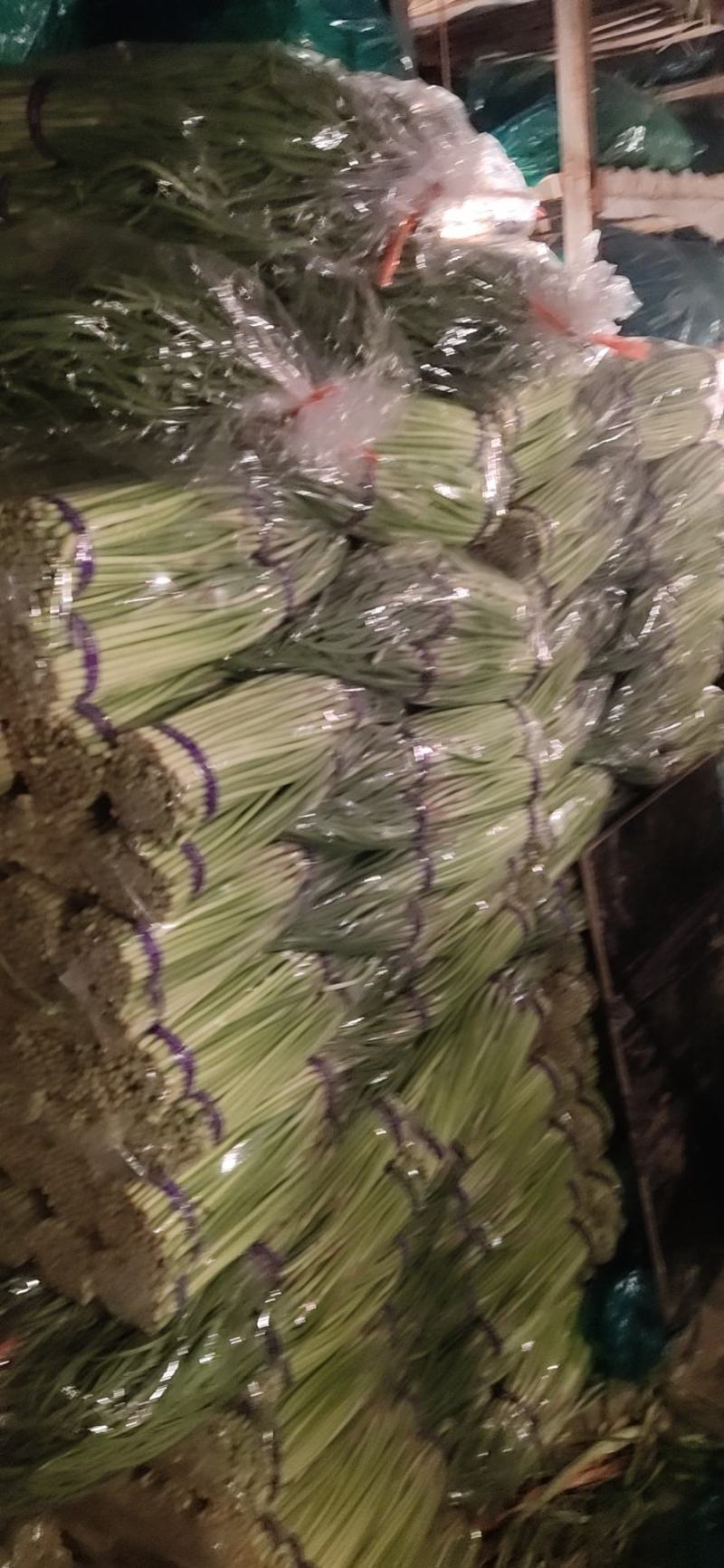 濮阳精品红帽蒜薹质量保证全国发货欢迎来电咨询