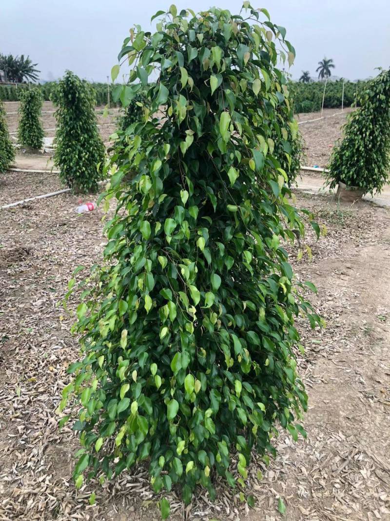 垂榕垂叶榕基地大量现货供应，欢迎各位客户咨询