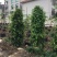 垂榕垂叶榕基地大量现货供应，欢迎各位客户咨询