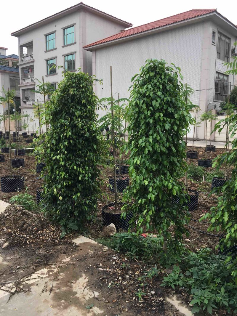 垂榕垂叶榕基地大量现货供应，欢迎各位客户咨询