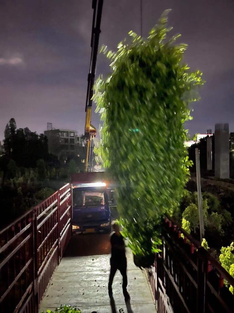 垂榕垂叶榕基地大量现货供应，欢迎各位客户咨询