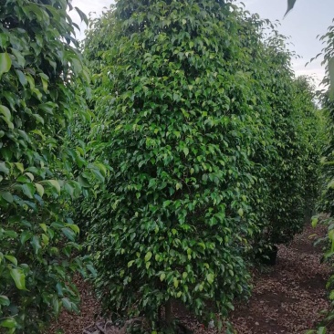 垂榕垂叶榕基地大量现货供应，欢迎各位客户咨询