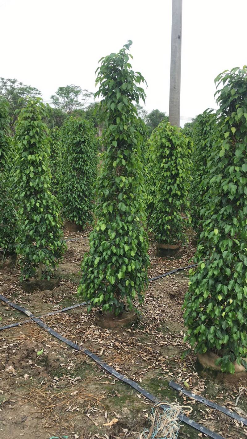 垂榕垂叶榕基地大量现货供应，欢迎各位客户咨询