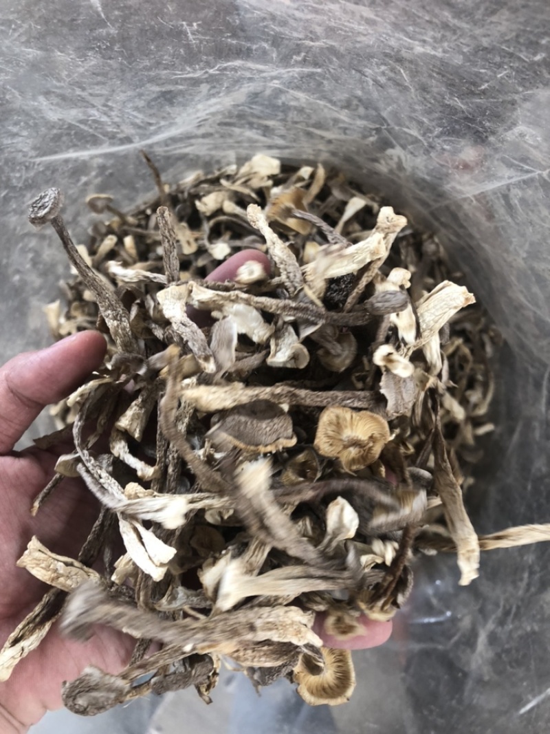 鹿茸菇来自大山里的美味煲汤鲜炒来自菌类的味道鹿茸菇