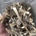 鹿茸菇来自大山里的美味煲汤鲜炒来自菌类的味道鹿茸菇