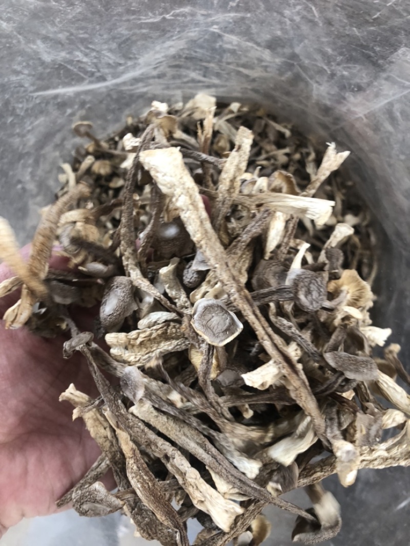 鹿茸菇来自大山里的美味煲汤鲜炒来自菌类的味道鹿茸菇