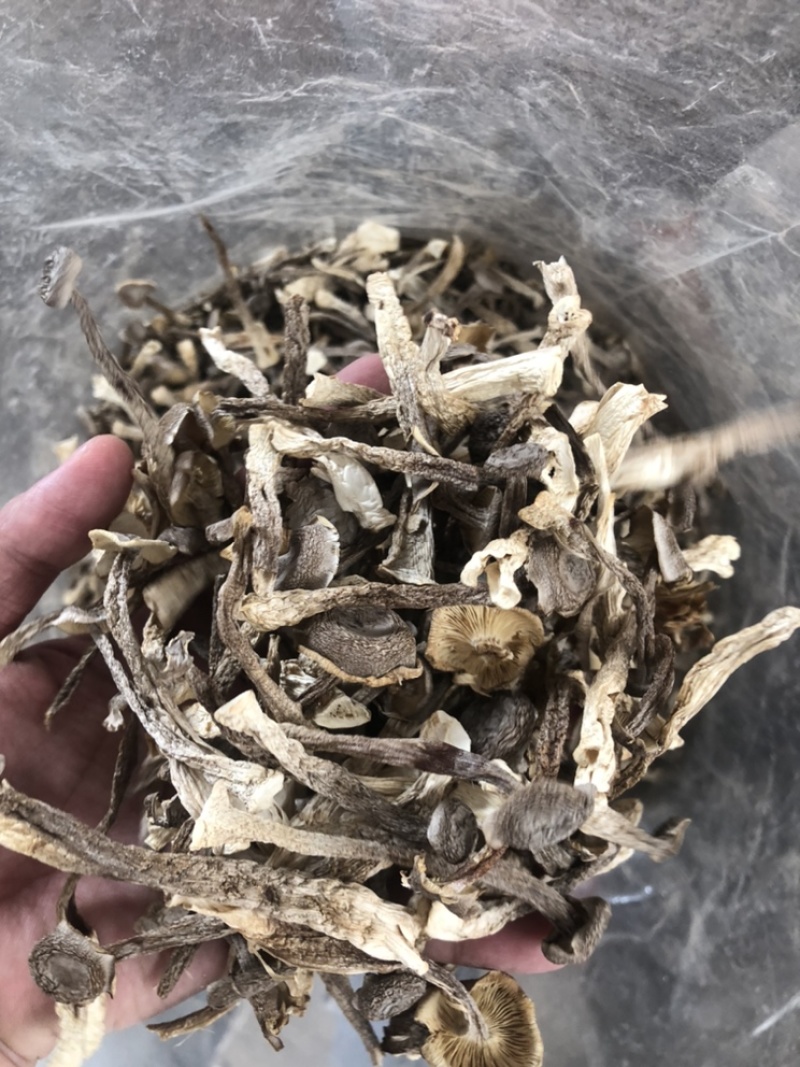 鹿茸菇来自大山里的美味煲汤鲜炒来自菌类的味道鹿茸菇