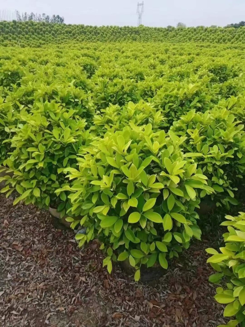 黄榕球黄金榕球各种规格基地大量现货供应欢迎咨询