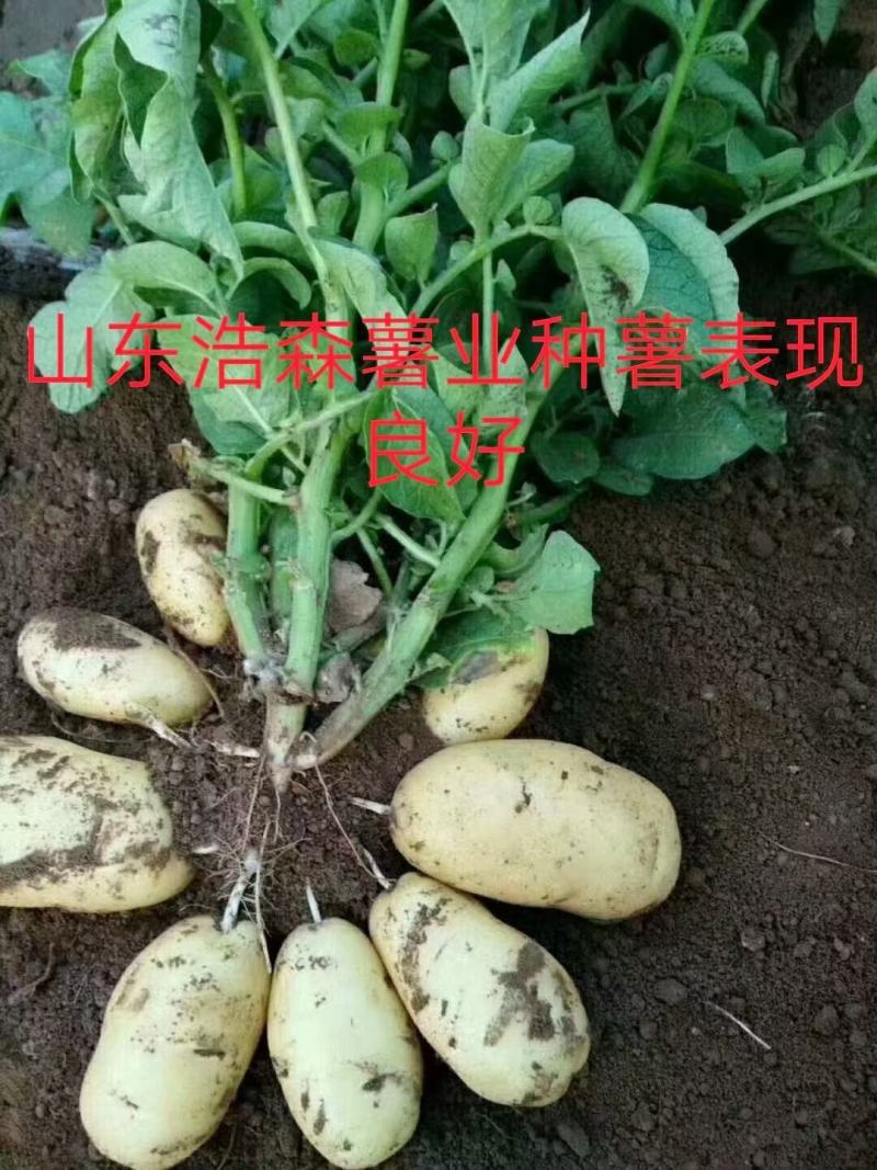 荷兰十五@，荷兰806@，226，V系列，产量高。