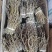 铁皮石斛