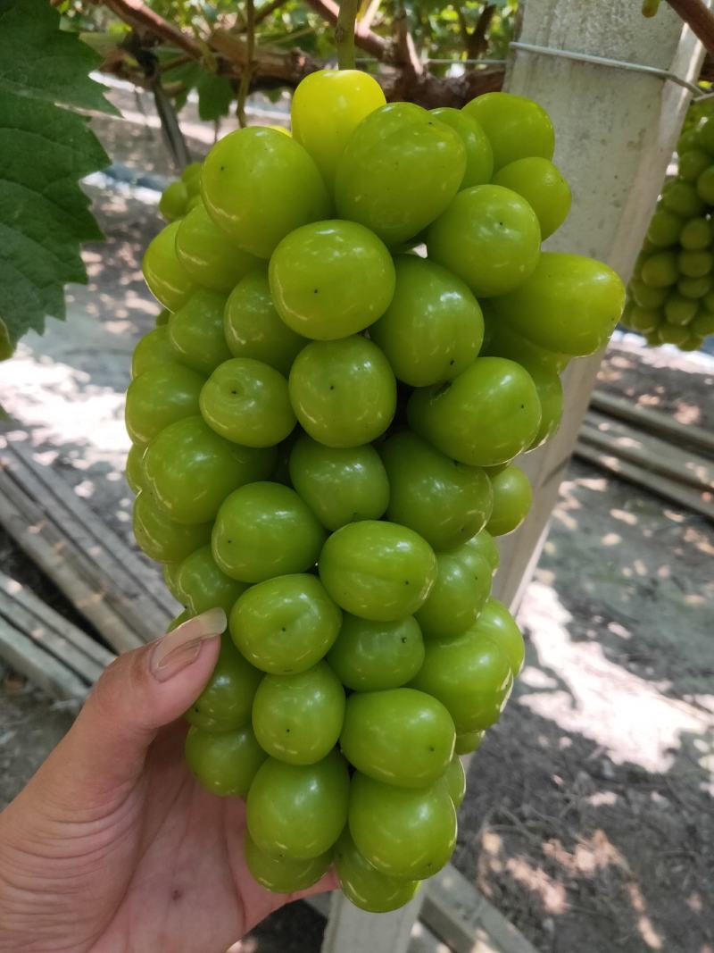 葡萄夏黑葡萄口感好！颗粒均匀！不是露天的