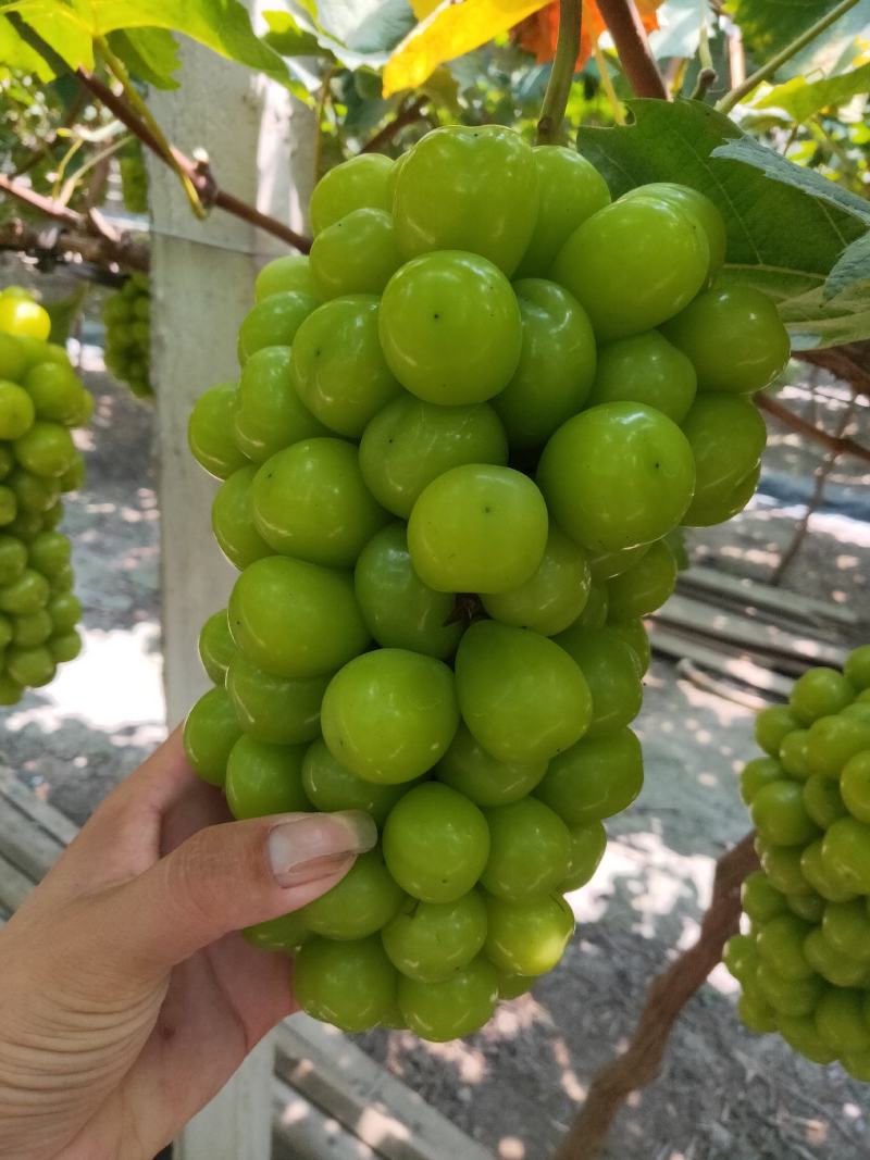 葡萄夏黑葡萄口感好！颗粒均匀！不是露天的
