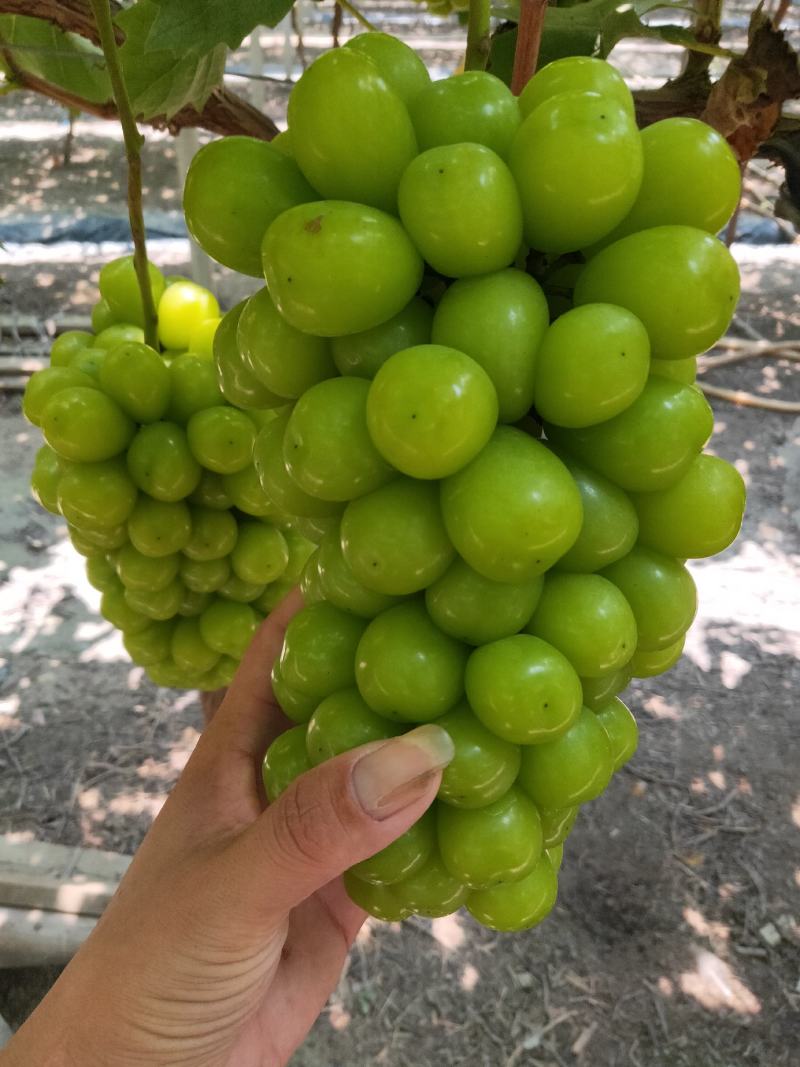 葡萄夏黑葡萄口感好！颗粒均匀！不是露天的