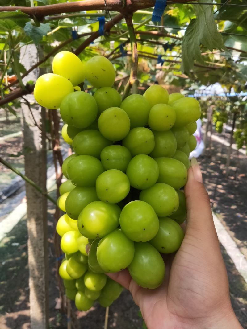 葡萄夏黑葡萄口感好！颗粒均匀！不是露天的