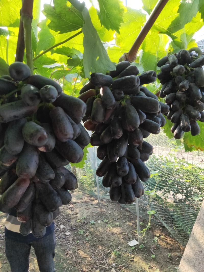 葡萄夏黑葡萄口感好！颗粒均匀！不是露天的