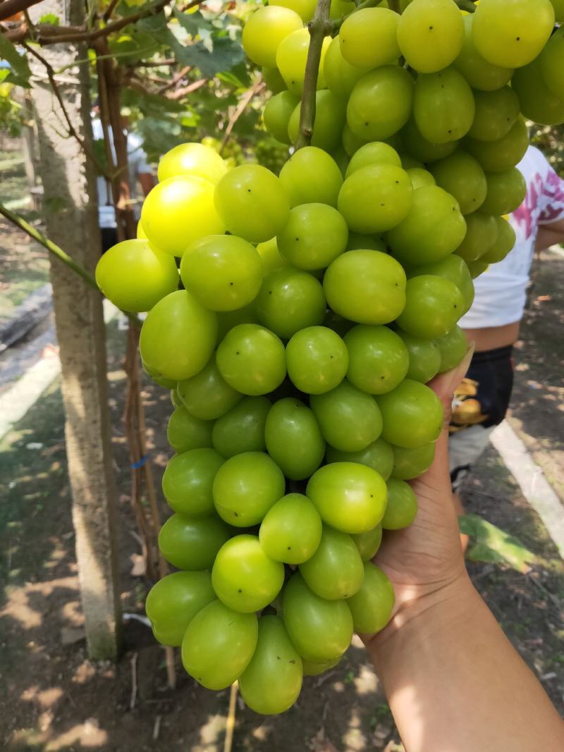 葡萄夏黑葡萄口感好！颗粒均匀！不是露天的
