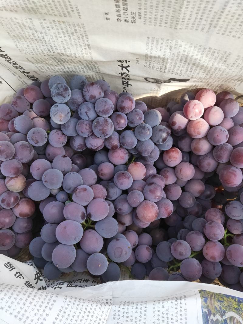 早夏葡萄夏黑葡萄口感好！颗粒均匀！不是露天的