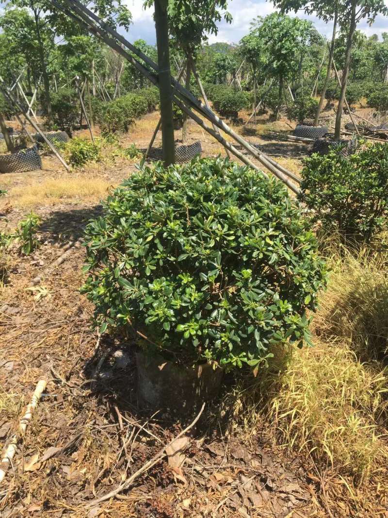 海桐各种规格基地大量现货供应欢迎各位客户咨询