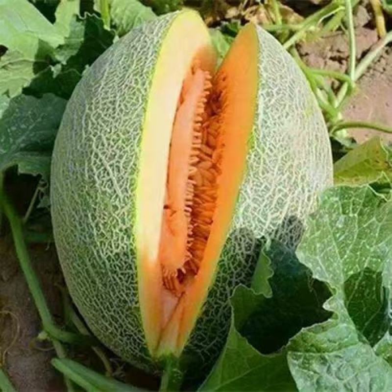 新疆吐鲁番哈密瓜，一件两个8*9斤／49元，包邮包损