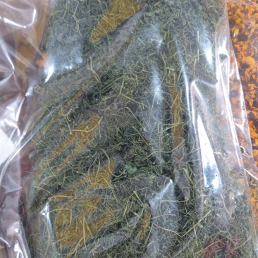 绞股蓝