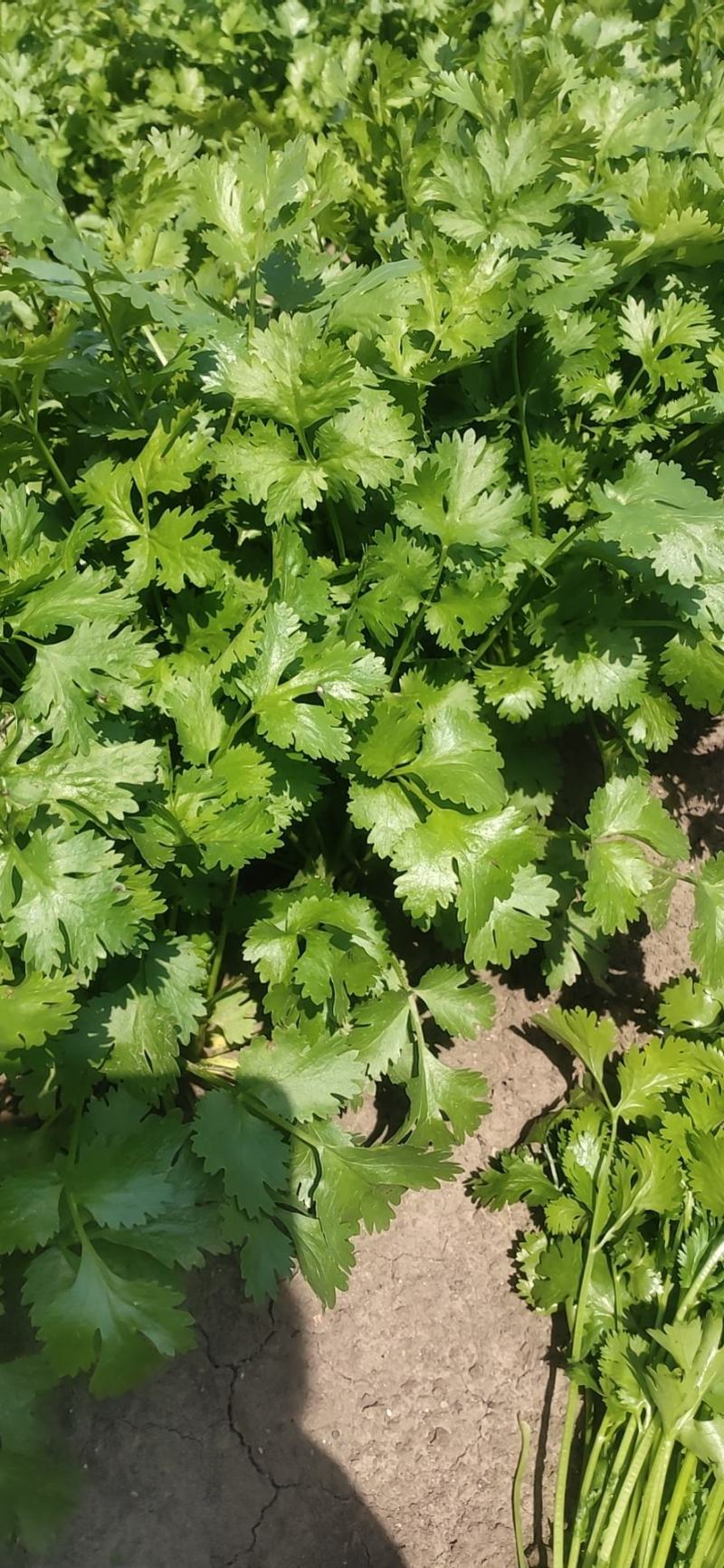 东北香菜
