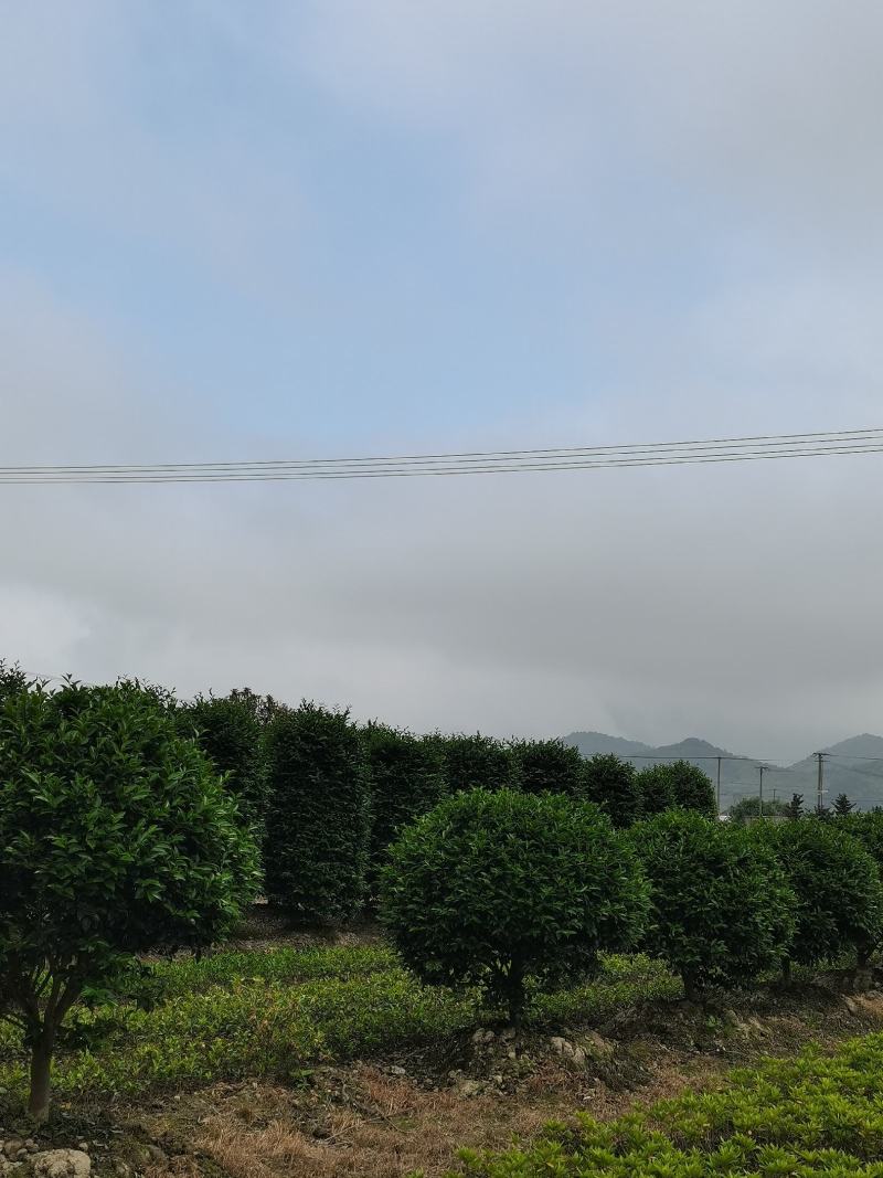 精品茶梅球，茶梅柱子自己家苗圃