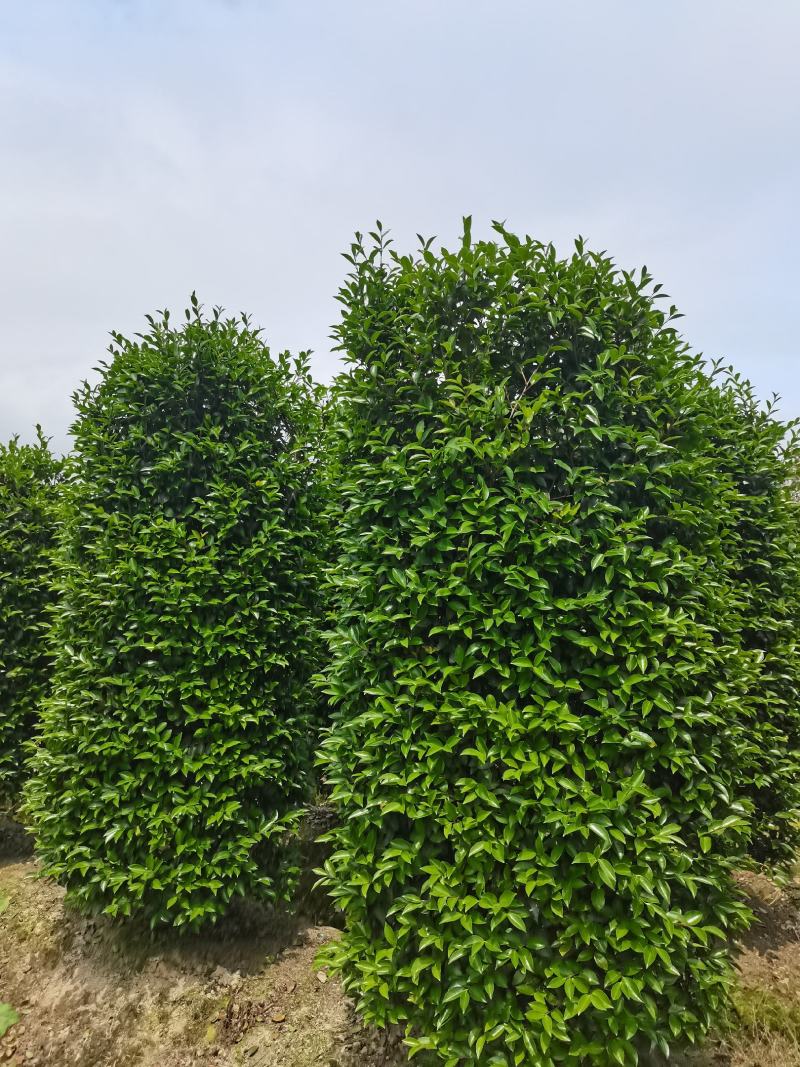 精品茶梅球，茶梅柱子自己家苗圃