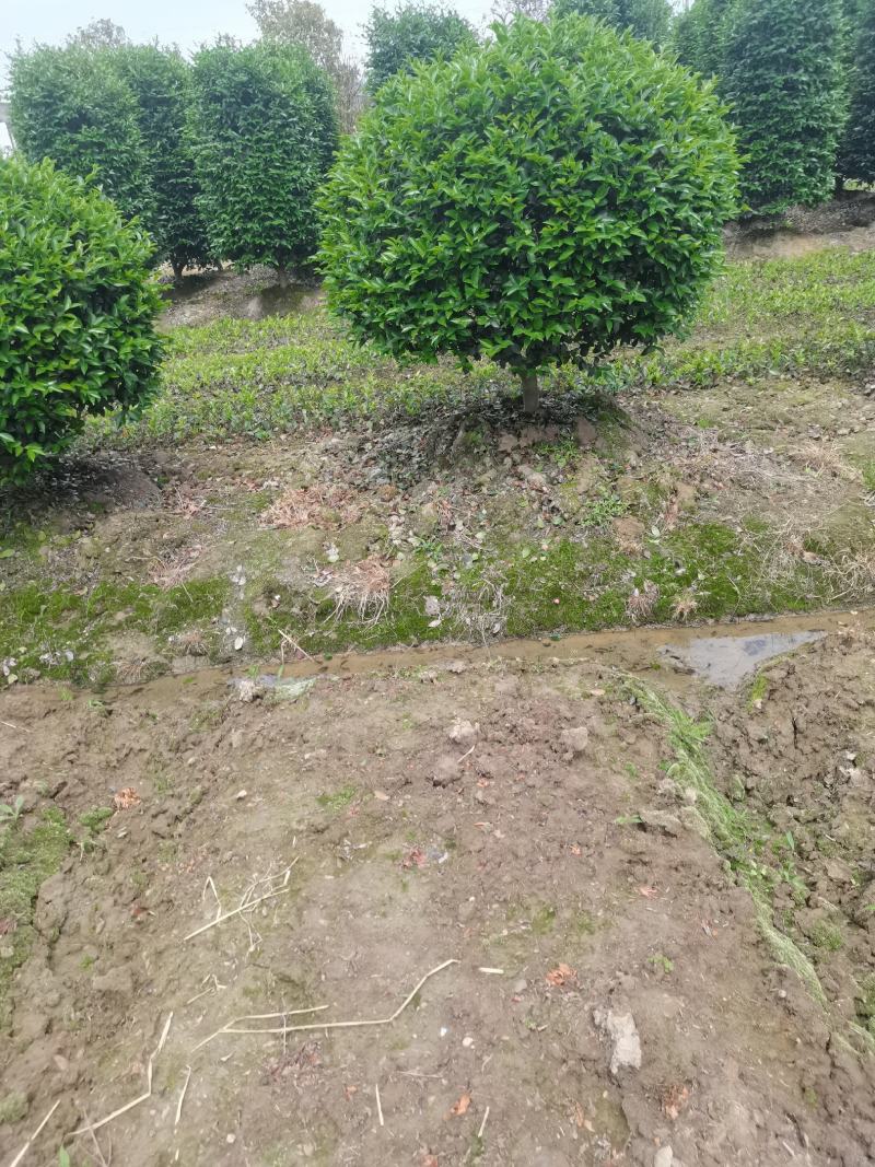 精品茶梅球，茶梅柱子自己家苗圃