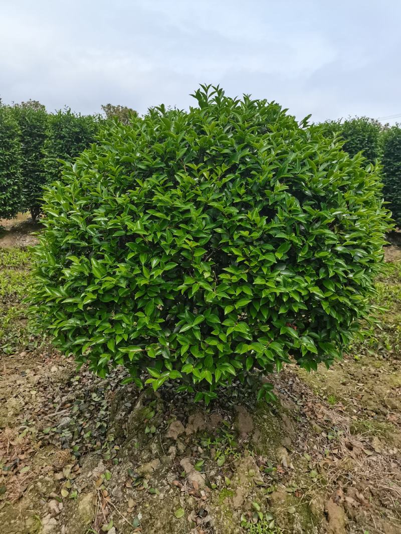 精品茶梅球，茶梅柱子自己家苗圃