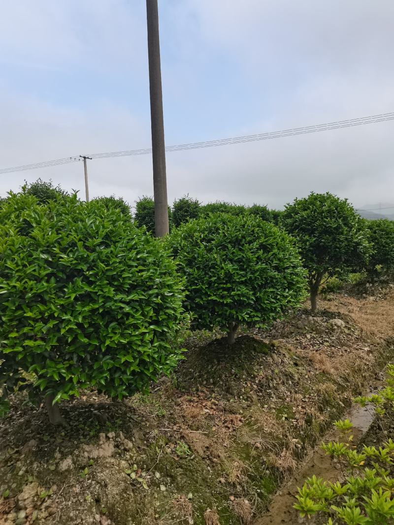 精品茶梅球，茶梅柱子自己家苗圃
