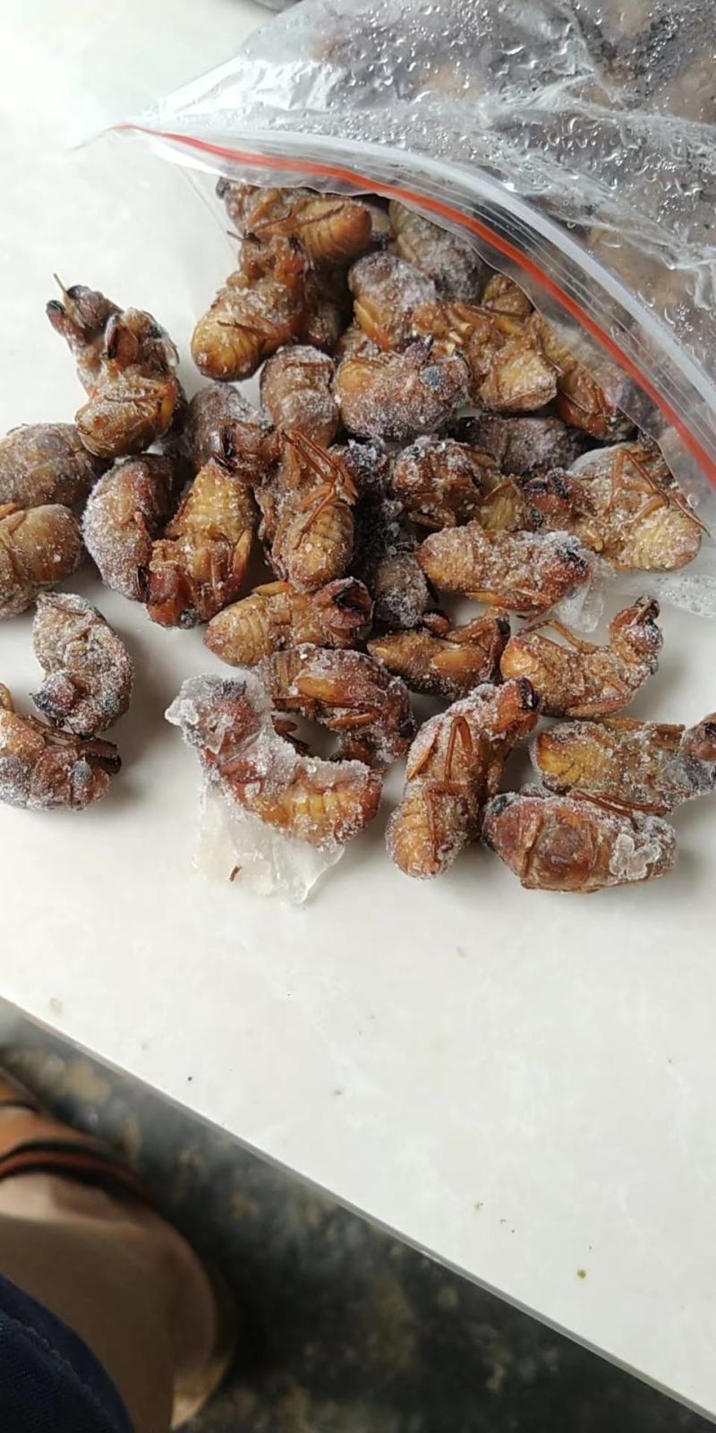 河南灵宝【野生杜仲金蝉】