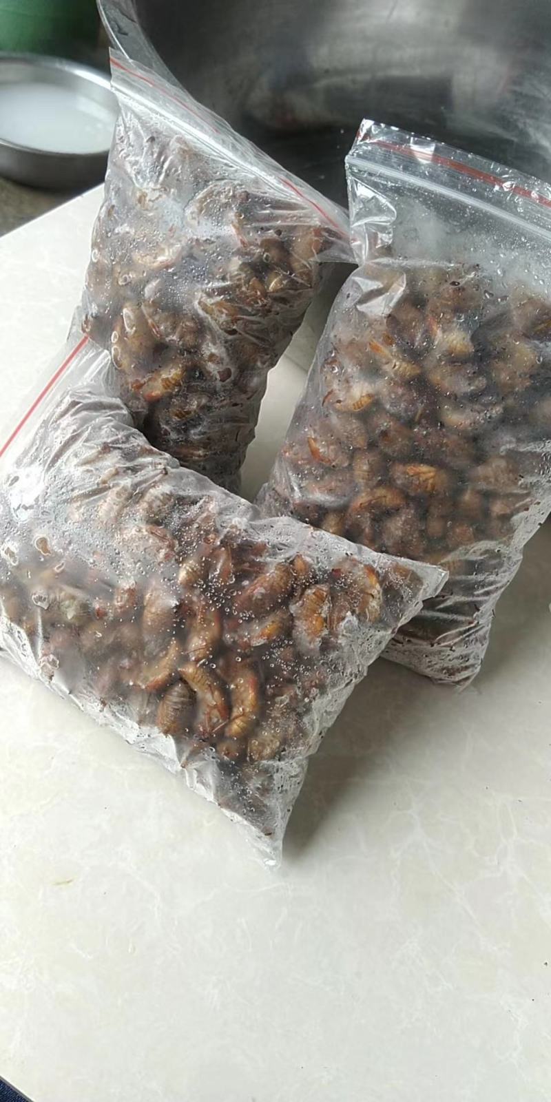 河南灵宝【野生杜仲金蝉】