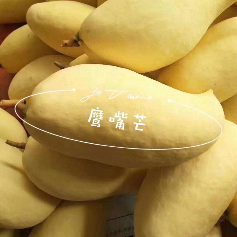云南保山潞江坝自产自销优质热带水果套袋鹰嘴芒