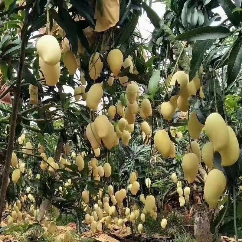 云南保山潞江坝自产自销优质热带水果套袋鹰嘴芒
