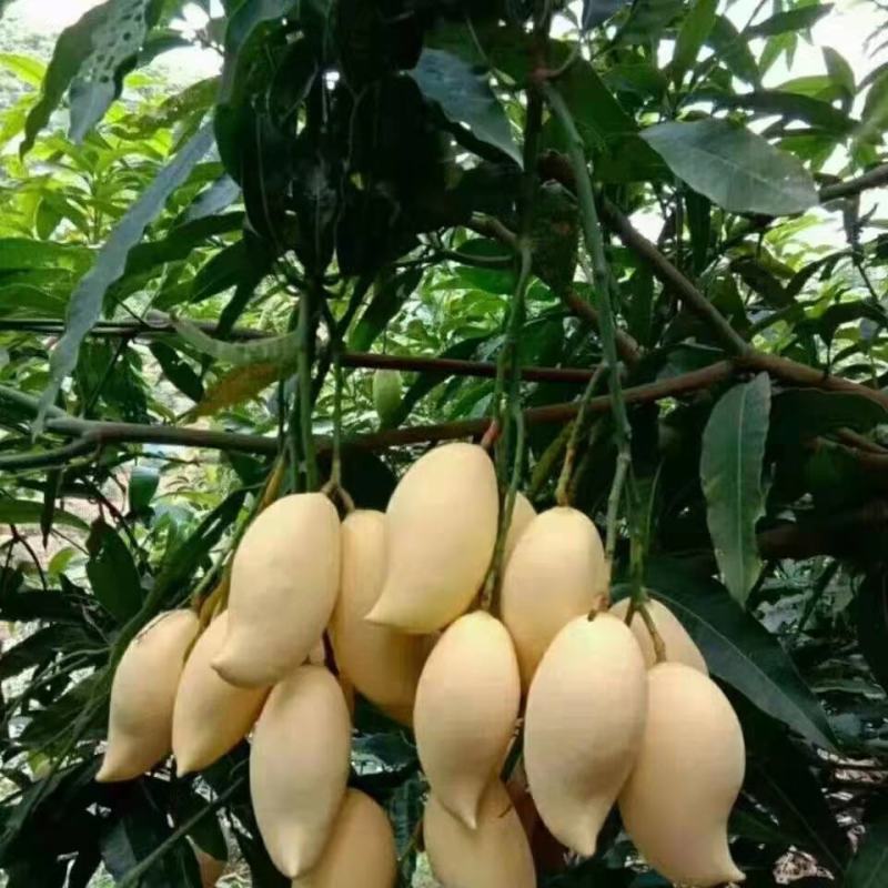 云南保山潞江坝自产自销优质热带水果套袋鹰嘴芒