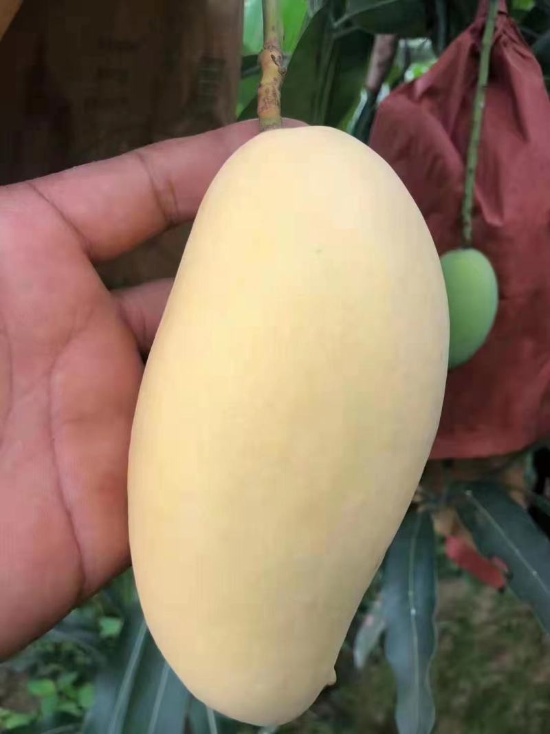 云南保山潞江坝自产自销优质热带水果套袋鹰嘴芒
