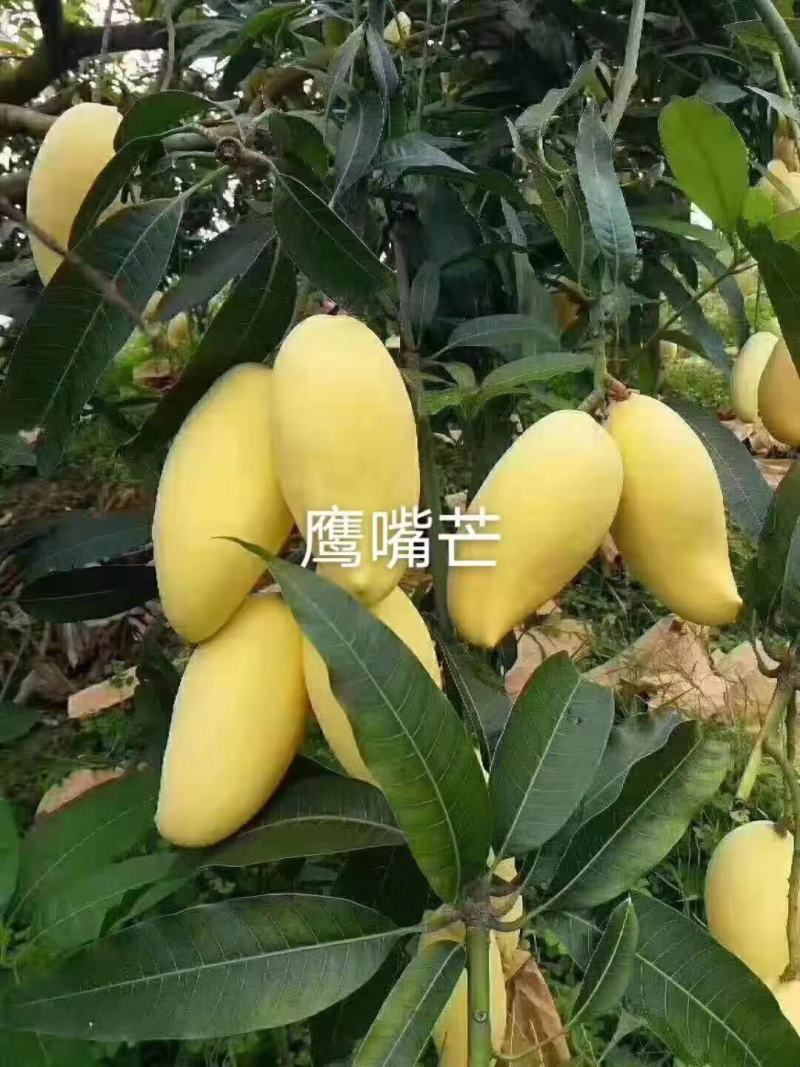 云南保山潞江坝自产自销优质热带水果套袋鹰嘴芒