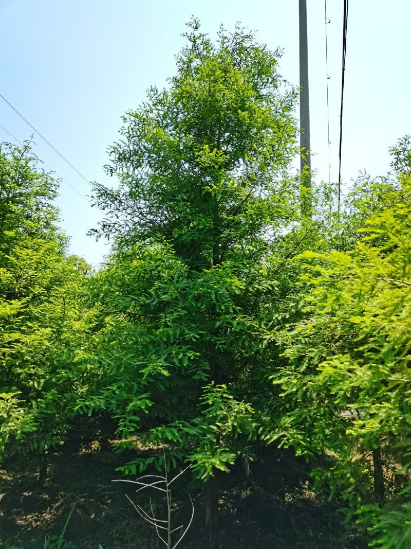 落羽杉6，8，10公分田苗土球完整树形好自家苗圃价格实惠