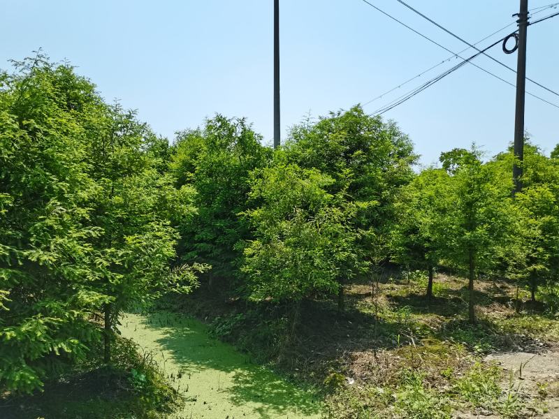 落羽杉6，8，10公分田苗土球完整树形好自家苗圃价格实惠