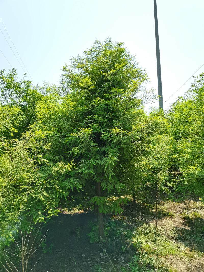 落羽杉6，8，10公分田苗土球完整树形好自家苗圃价格实惠
