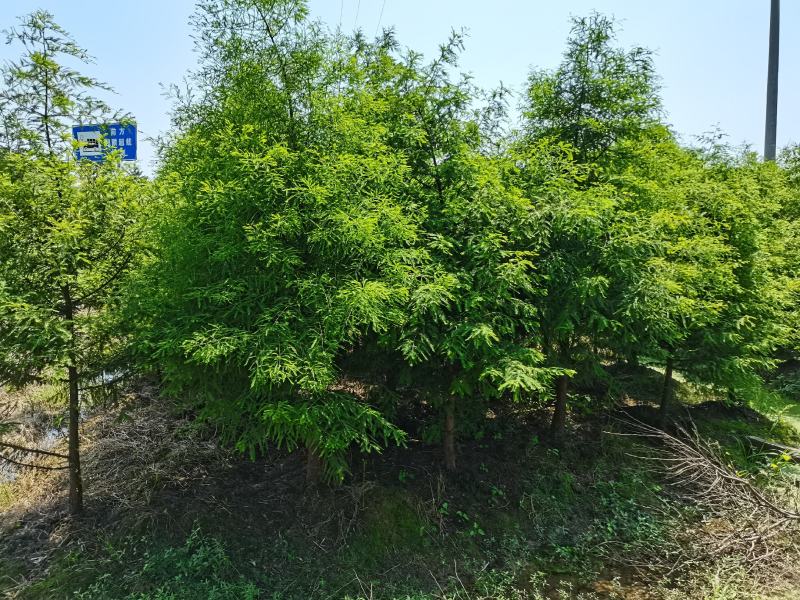 落羽杉6，8，10公分田苗土球完整树形好自家苗圃价格实惠
