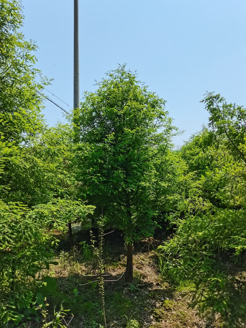 落羽杉6，8，10公分田苗土球完整树形好自家苗圃价格实惠