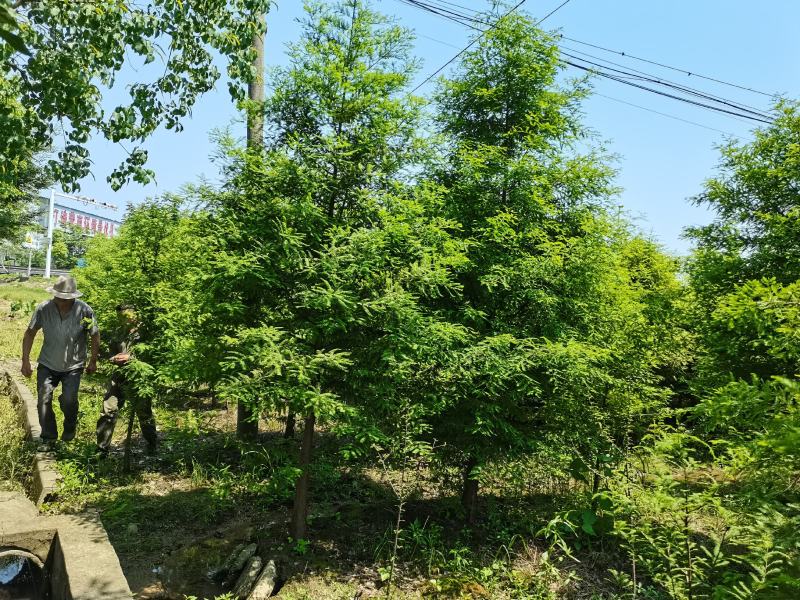 落羽杉6，8，10公分田苗土球完整树形好自家苗圃价格实惠