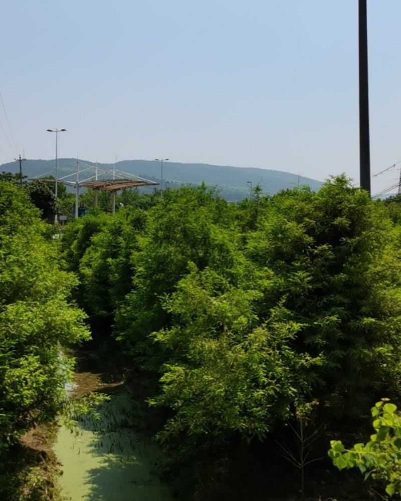 落羽杉6，8，10公分田苗土球完整树形好自家苗圃价格实惠