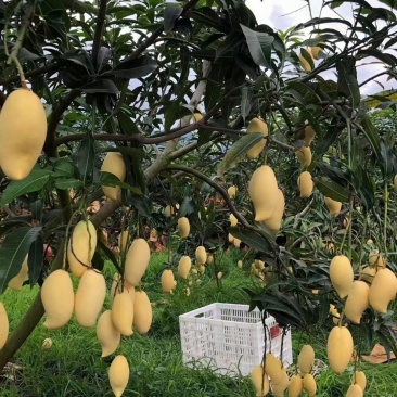 云南省保山潞江坝直销优质热带水果套袋鹰嘴芒