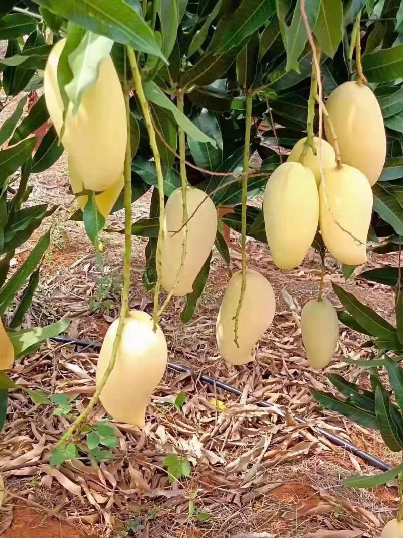 云南省保山潞江坝直销优质热带水果套袋鹰嘴芒