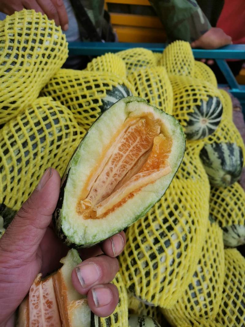 博洋九甜瓜，脆甜可口