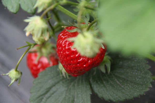 草莓营养成分表