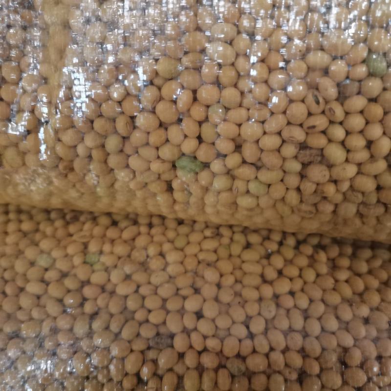 豆腐豆脑豆皮及各种豆制品专用豆，东北豆苏北大白皮